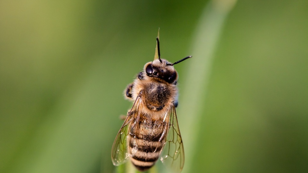 Las avispas y abejas se confunden con frecuencia.