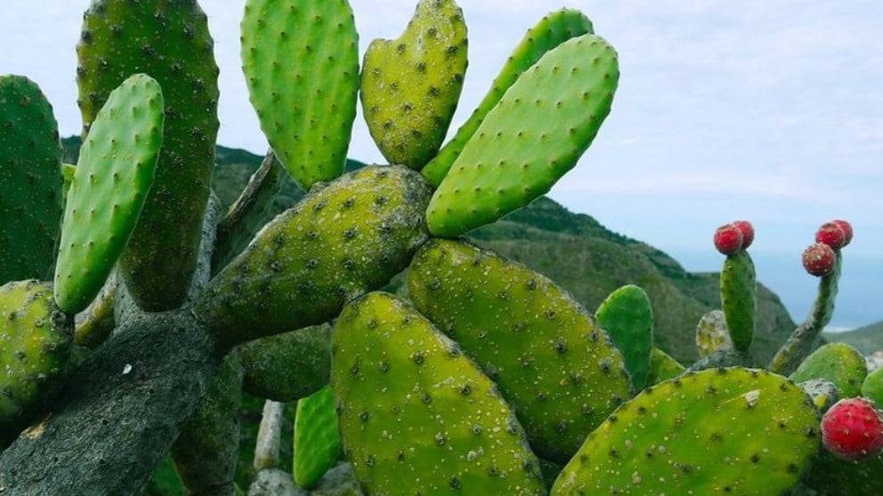 cactus nopal