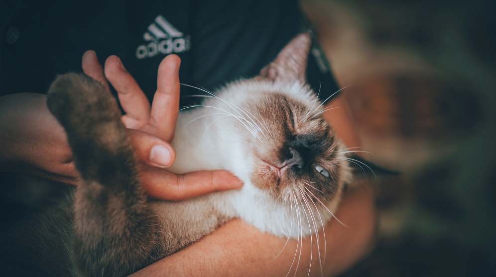 Pasos para atraer la atención de un gato de forma efectiva