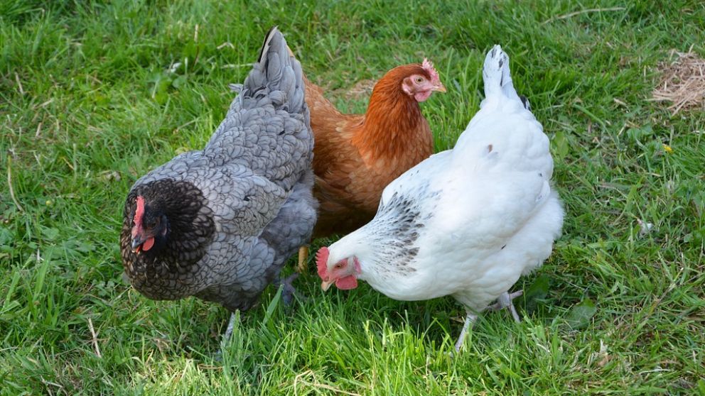 exageración biblioteca cuchara Cómo cuidar gallinas ponedoras de manera correcta paso a paso