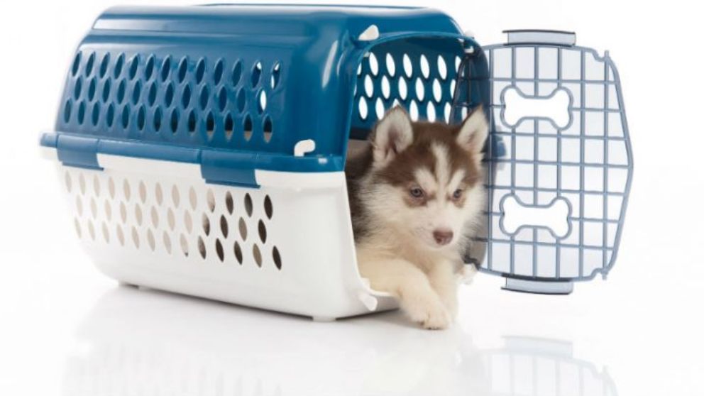 Cómo hacer una jaula para perros o transportín paso a paso