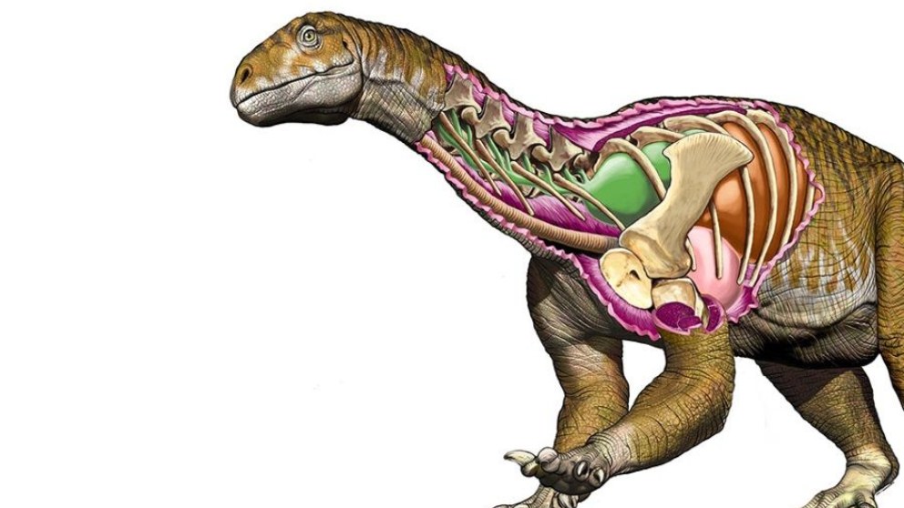 Hallado el primer dinosaurio gigante del planeta
