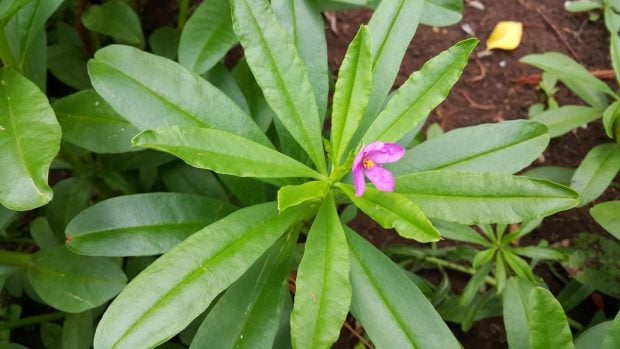 Plantas, el ginseng