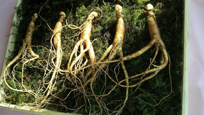 Ginseng