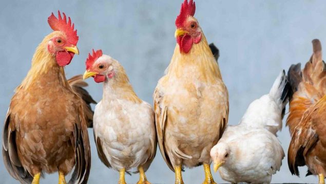 Las puedes tener en casa: cómo cuidar gallinas ponedoras