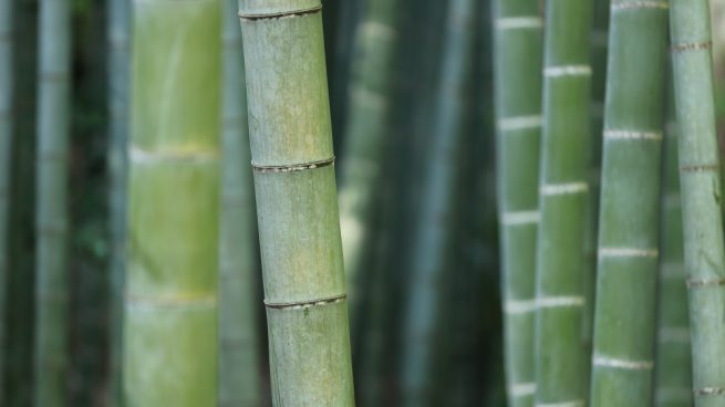 podar bambú