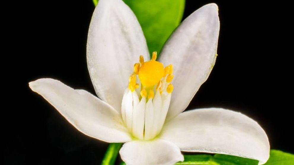 flor de azahar
