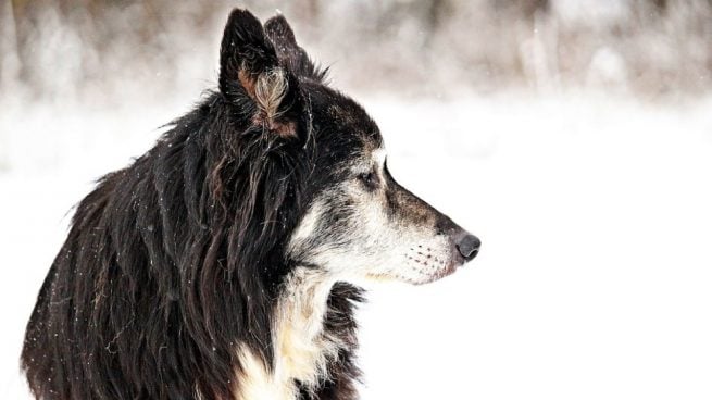 El origen de los perros, la primera raza animal creada por el ser humano