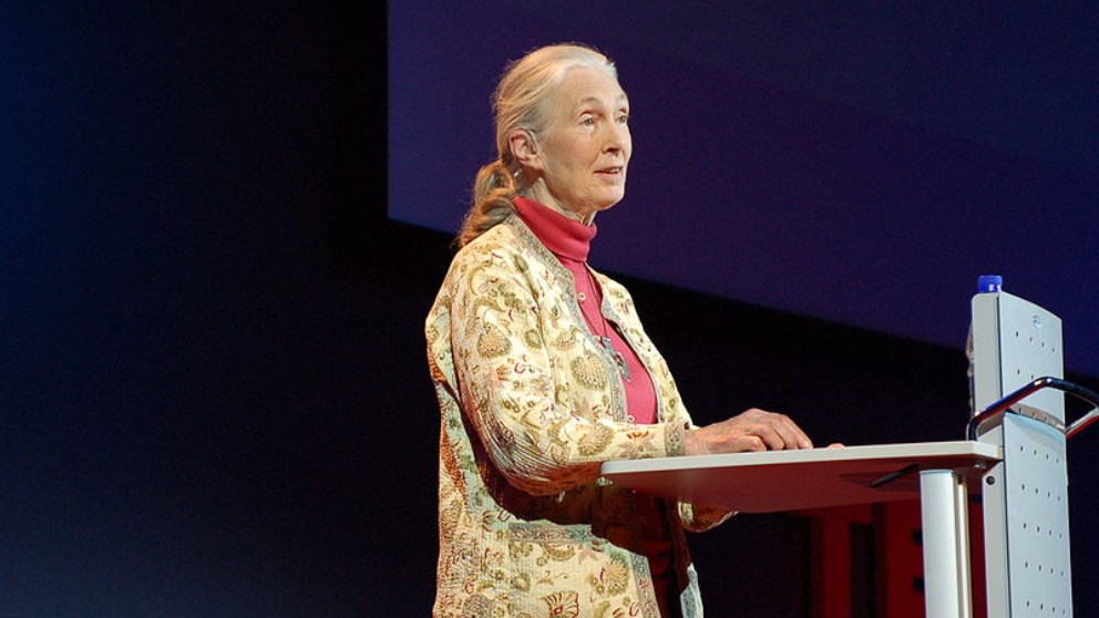 Sabias frases de Jane Goodall