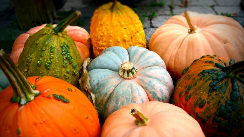 C mo Cultivar Calabaza Paso A Paso c-mo-cultivar-calabaza-paso-a-paso