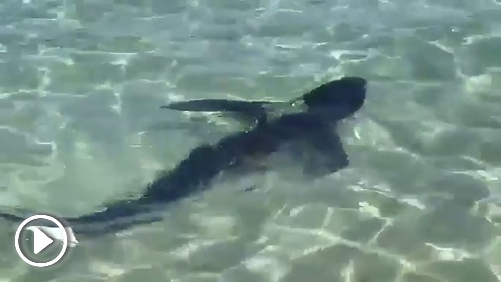 El tiburón avistado en Calas de Mallorca.