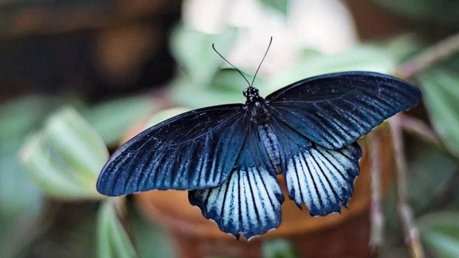 ¿Cuál es la leyenda de la mariposa azul y cuál es su significado?