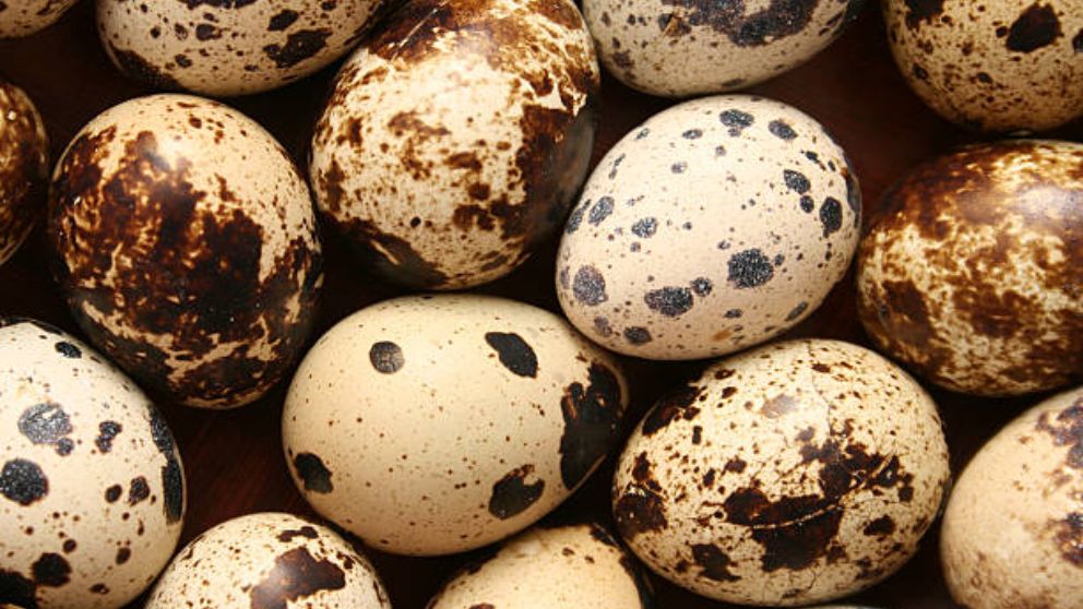 Aprende paso a paso cómo incubar huevos de codorniz