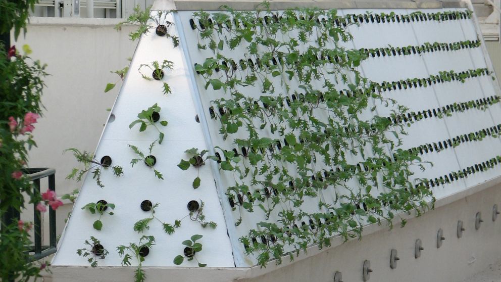 Los cultivos aeropónicos favorecen el mejor crecimiento de las plantas mediante el acceso del aire.