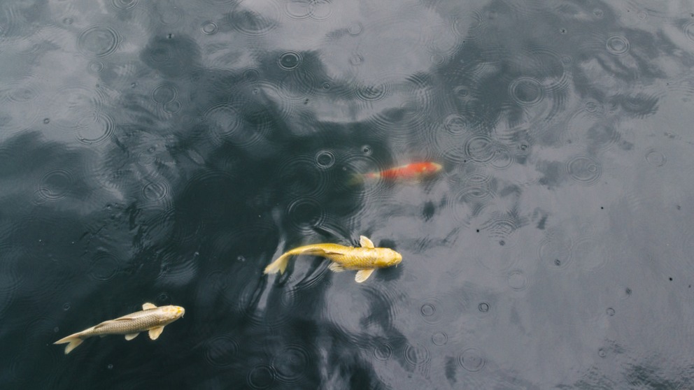 La lluvia de peces es uno de los fenómenos más curiosos de la naturaleza.