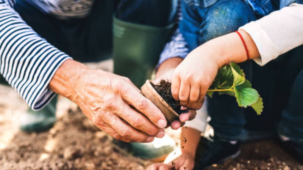 Todos los pasos para elegir las plantas de jardin