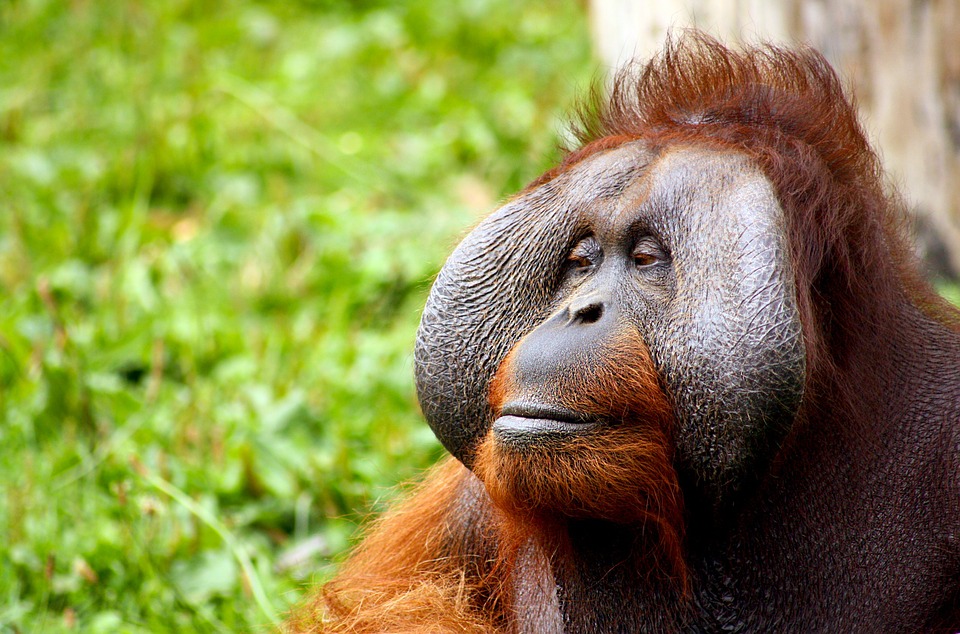 El orangután de Indonesia, una de las nuevas-especies.