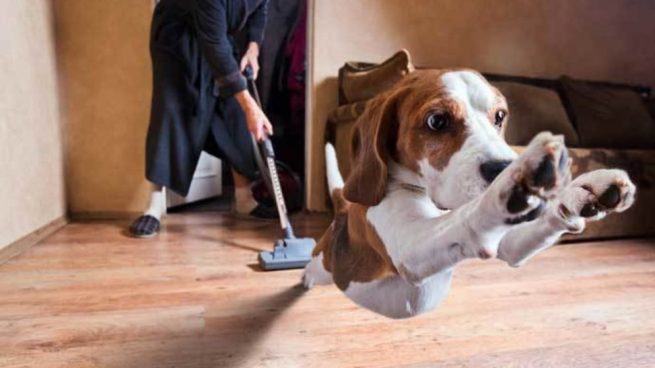 limpiar casa si tienes mascotas