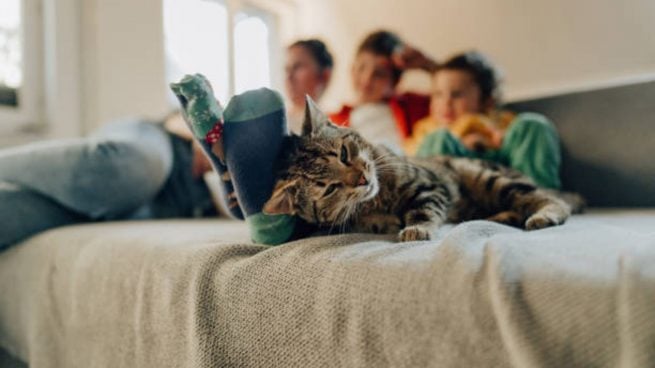 5 beneficios de tener un gato en casa