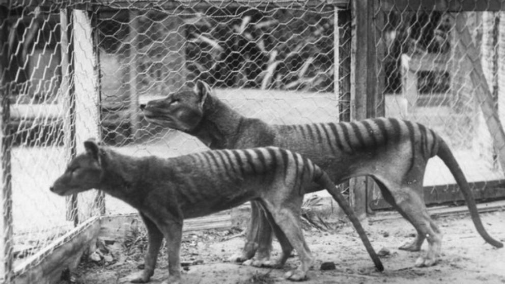 Cómo eran y porqué se extinguieron los Tigres de Tasmania