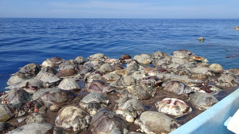 Cientos de tortugas en peligro de extinción muertas en redes atuneras en la costa de México.