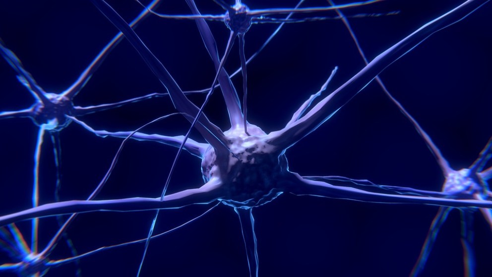 La neurona rosa de mosqueta, ¿la única ‘única’ en seres humanos?