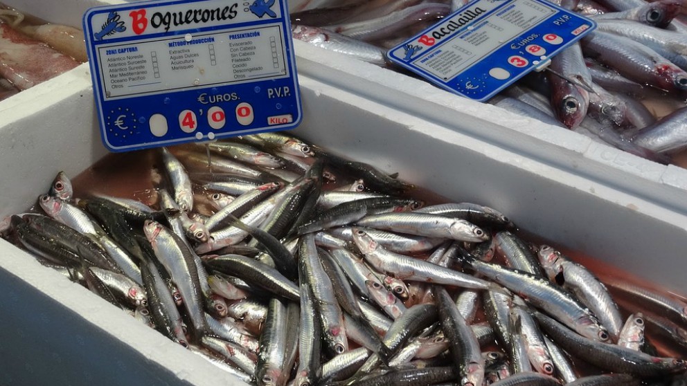 pescados para comer en el embarazo