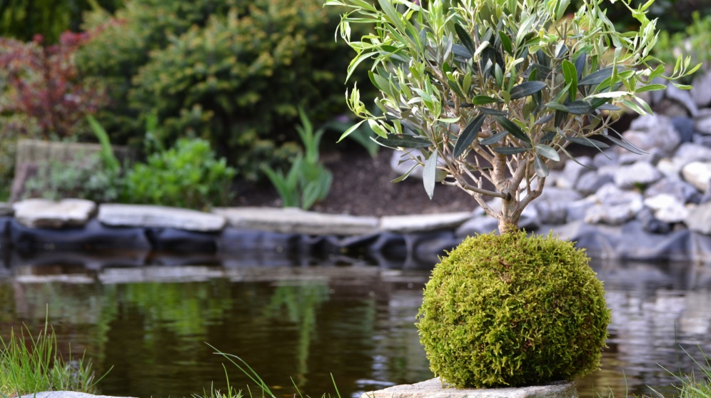 Kokedama es una técnica japonesa para jardinería