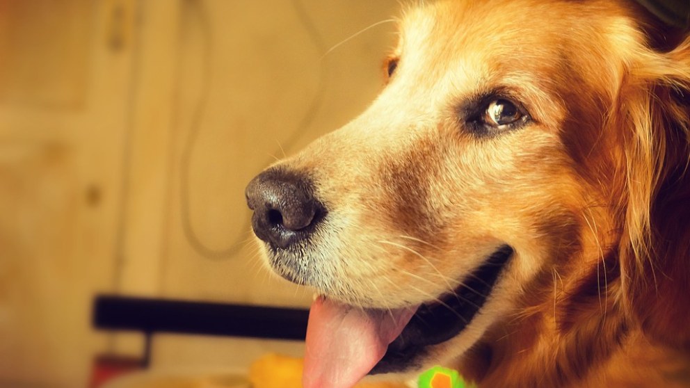El rencor canino según la ciencia