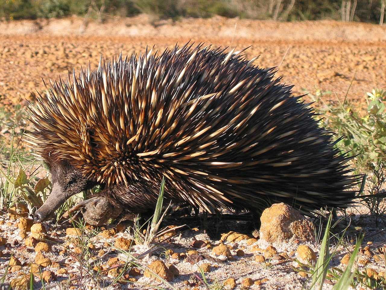 Equidna, descubre de los pocos mamíferos que ponen huevos