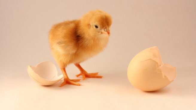 La ciencia explica qué fue antes, el huevo o la gallina