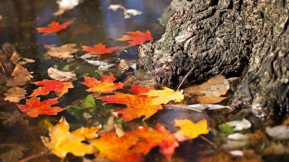 Descubre las mejores frases sobre el inicio del Otoño 2018