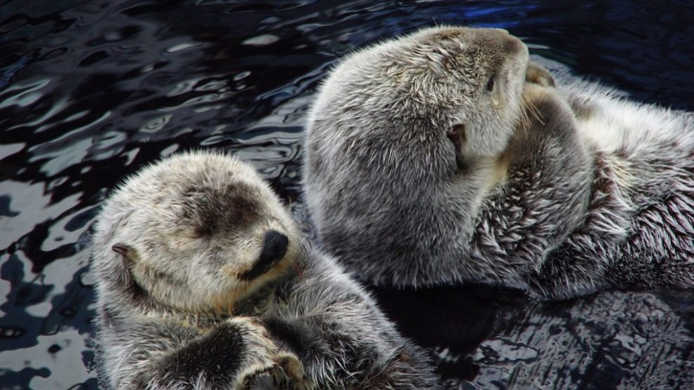 Conoce más sobre la foca monje.
