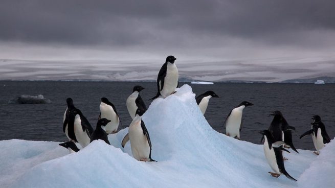 Curiosidades de la Antártida