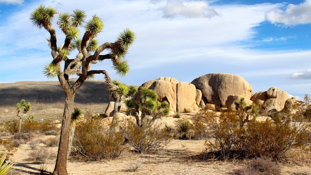 El desierto de Mojave y Joshua Tree.