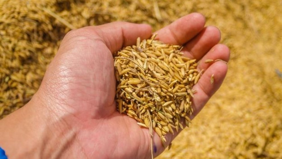 El germen de trigo está contraindicado para las personas que no pueden consumir gluten.