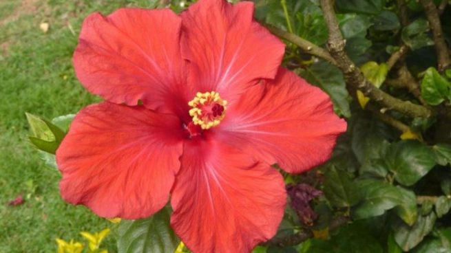 Hibisco o flor de Jamaica: Propiedades y beneficios para la salud