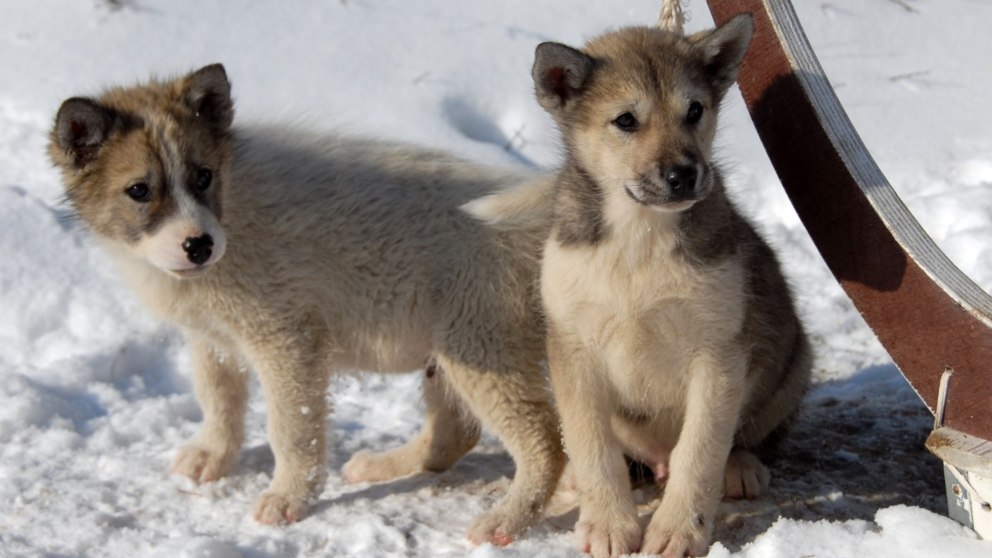 La ciencia explica por qué el lobo no es el mejor amigo del hombre, pero sí el perro