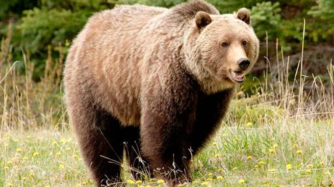 Un ejemplar de oso grizzly.
