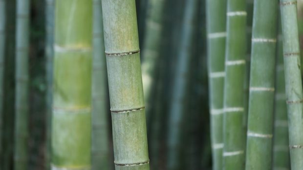 Cómo hacer un marco de fotos con bambú