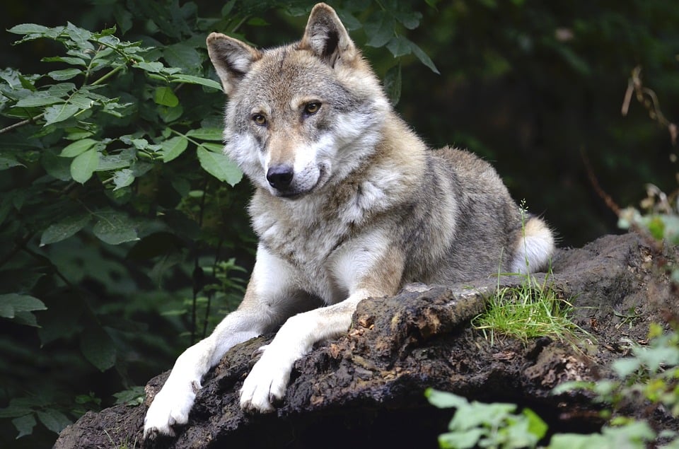 El lobo, la víctima del chorco.