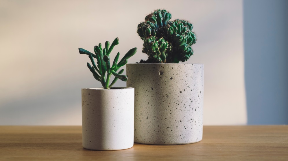 Los cactus pueden darle un toque muy especial a la decoración