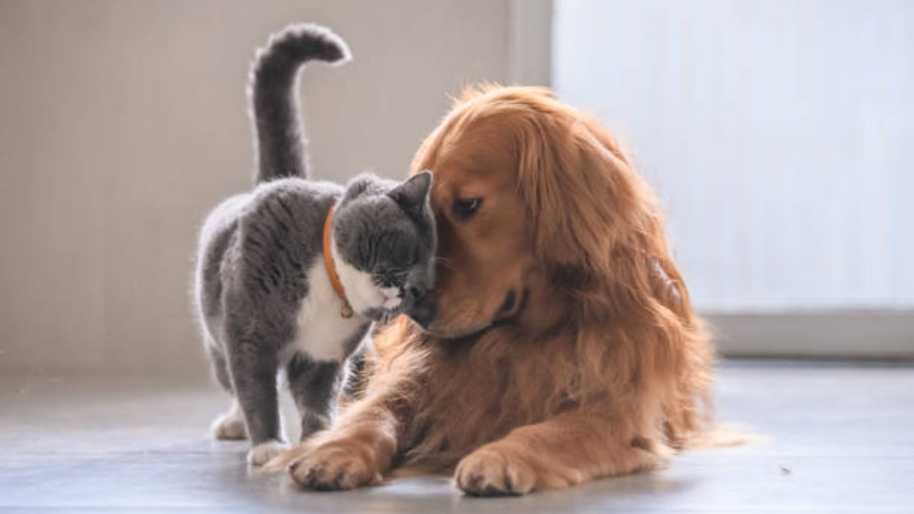 Día mundial animales