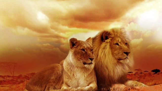 Hoy celebramos el Día Mundial de los Animales Mundo Hoy celebramos el Día Mundial de los Animales Mundo