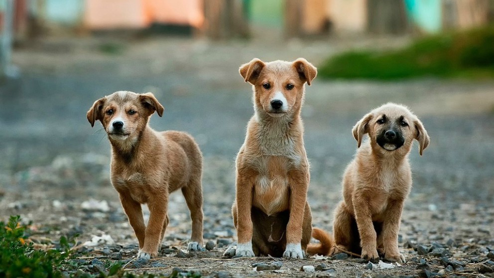 Día Mundial de los Animales