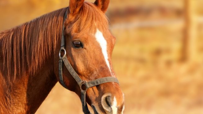 cuidar un caballo