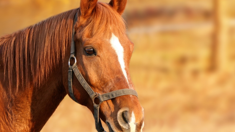 Los caballos necesitan cuidados para poder estar bien
