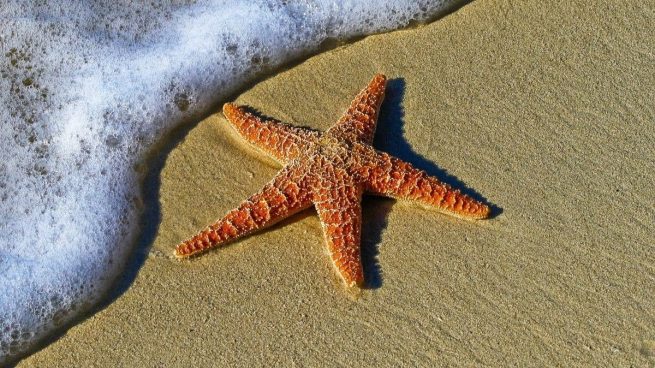 Estrella de mar: características y cómo se reproducen