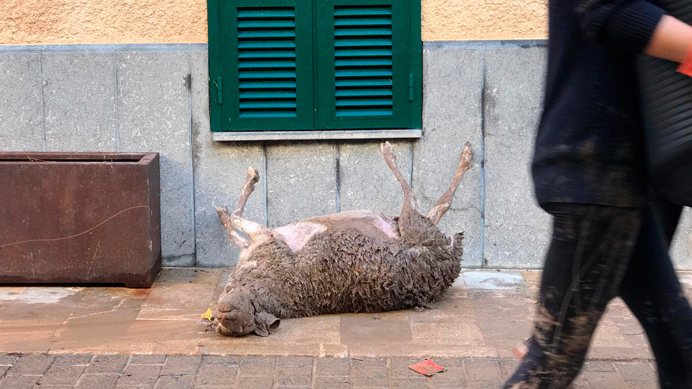 Una oveja fallecida en la calle a raíz de las inundaciones en Mallorca.