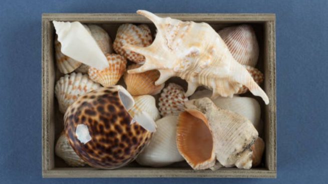 cuadros con conchas de mar